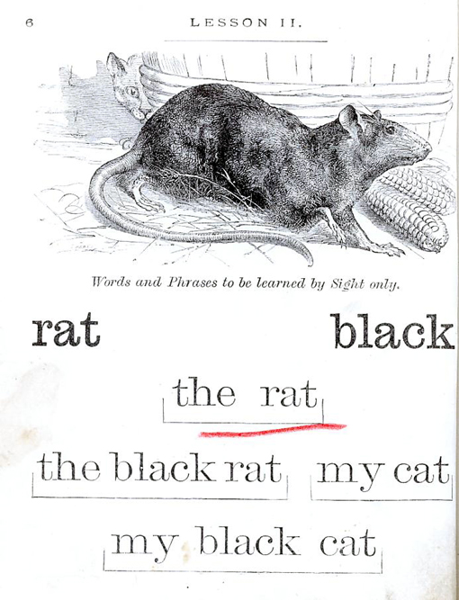 the black rat