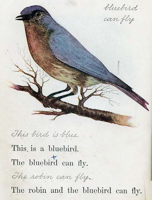 bluebird can fly